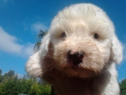 bobtail - mejor precio | unprecio.es