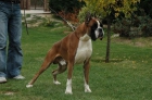 boxer cachorros dorados atigrados - mejor precio | unprecio.es