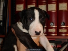 Bull Terrier camada - mejor precio | unprecio.es