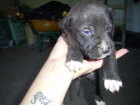 Cachorros American Standford (staffordshire) x Presa Canario - mejor precio | unprecio.es