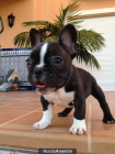 Cachorros Bulldog Frances - mejor precio | unprecio.es