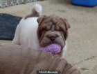 CACHORROS SHAR PEI LILAC FLOREADO - mejor precio | unprecio.es