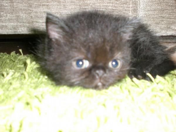 gatito de raza persa