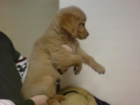 GOLDEN RETRIEVER CACHORROS EN VENTA - mejor precio | unprecio.es
