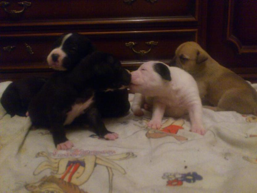 se vende cachorros pitbull 691244761