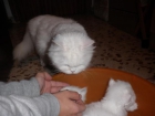 Se venden gatitos persas - mejor precio | unprecio.es