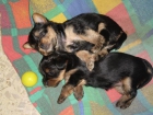 VeNdo CaChOrRoS YORKSHIRE TERRIER - mejor precio | unprecio.es