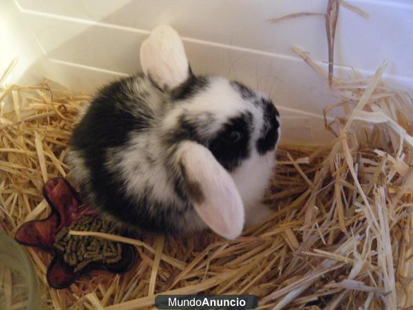 VENDO CONEJITOS ENANOS CANTABRIA