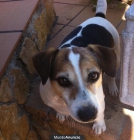 VENDO JACK RUSELL TERRIER - mejor precio | unprecio.es