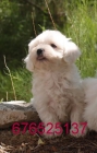 Bichon maltes, impresionantes cachorros. Barcelona - mejor precio | unprecio.es