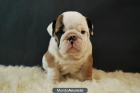 Bulldog ingles, ven a ver nuestros cachorros, primera calidad - mejor precio | unprecio.es