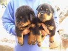 cachorros de rottweilers.Criadero Dacarvill - mejor precio | unprecio.es