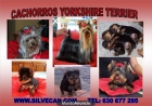 Cachorros Yorkshire Terrier de Silvecan - mejor precio | unprecio.es