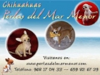 Chihuahuas Perlas del Mar Menor - mejor precio | unprecio.es