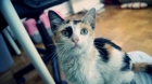 nora, preciosa gatita bebe tricolor - mejor precio | unprecio.es