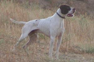 pointer para montas
