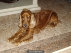 regalar animales - mejor precio | unprecio.es