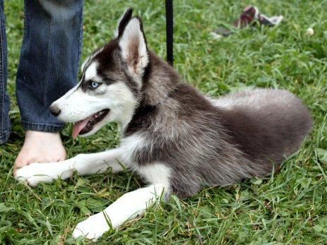 Registrados cachorros Siberian Husky vano ..