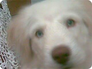 reglao golden