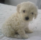 se vende  perrita de marilin de 45 dias de vida - mejor precio | unprecio.es
