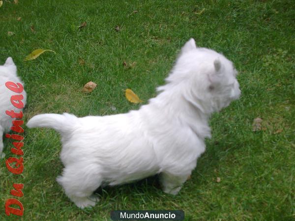 WESTY Cachorros