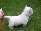 WESTY Cachorros - mejor precio | unprecio.es