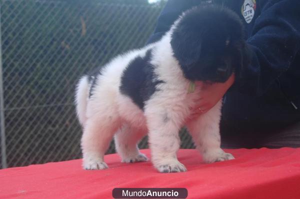 BRAVEHEART DE TERRANOVA CAMADA DISPONIBLE