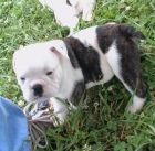 BULLDOG INGLES ESPECTACULAR 100 - Madrid - mejor precio | unprecio.es