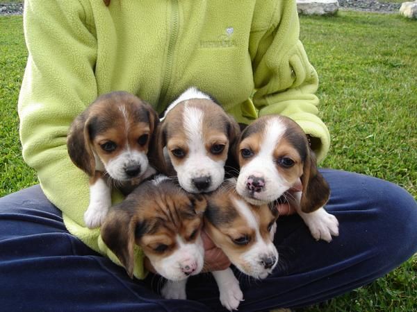 cachorros beagles
