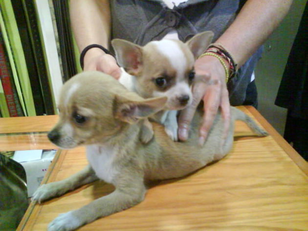 CACHORROS DE CHIHUAHUA, EXCELENTES 650 EUROS