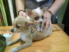CACHORROS DE CHIHUAHUA, EXCELENTES 650 EUROS - mejor precio | unprecio.es