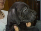 cachorros de dogo aleman puros - mejor precio | unprecio.es
