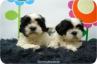 Camada de Shih Tzu en color en diferentes colores, en Madrid. - mejor precio | unprecio.es