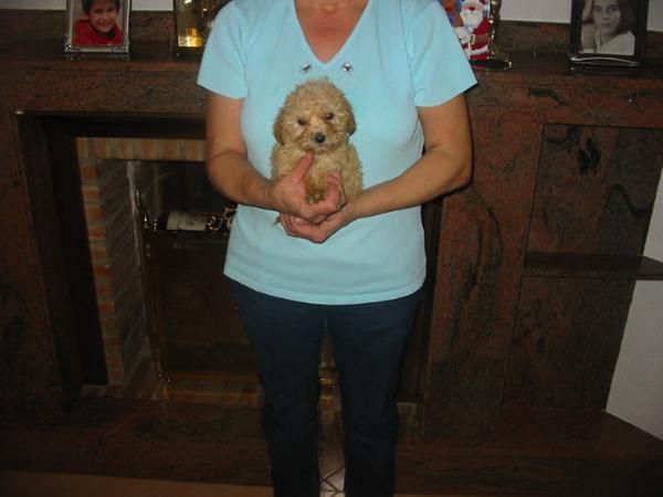 Caniche toy y enano,cachorros color apricot.Pedigree.