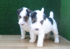 Fox Terrier cachorros de pelo duro 190 € - mejor precio | unprecio.es