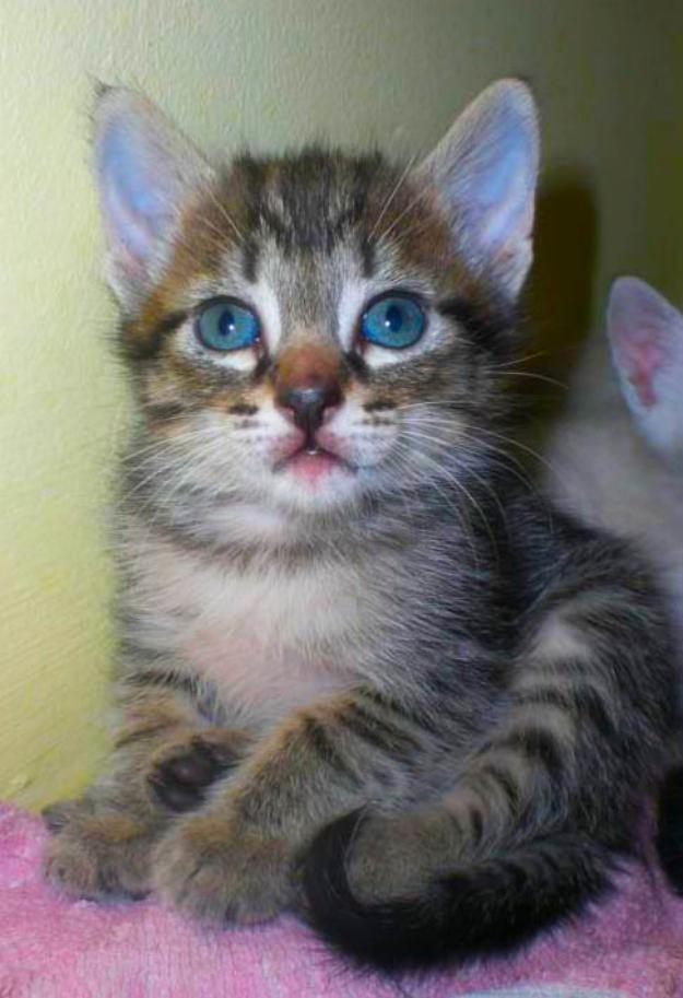 Izhar atigradita muy linda en adopción