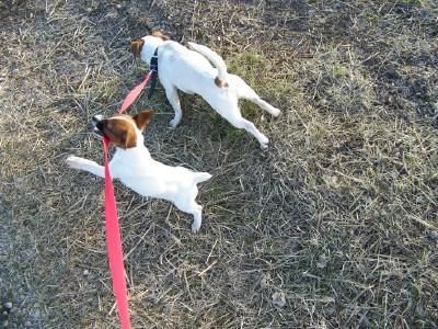 Jack Russell Terrier  110