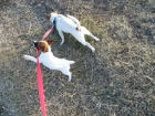 Jack Russell Terrier  110 - mejor precio | unprecio.es