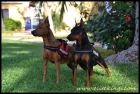 Pinscher Miniatura Elite Kings - mejor precio | unprecio.es