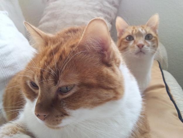regalo lindos gatitos ( europeo y mezcla persa)