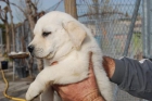 reserva tu cachorro de LABRADOR CON PEDIGREE 360 euros - mejor precio | unprecio.es