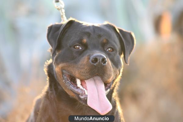 ROTTWEILER SOMBRA NEGRA