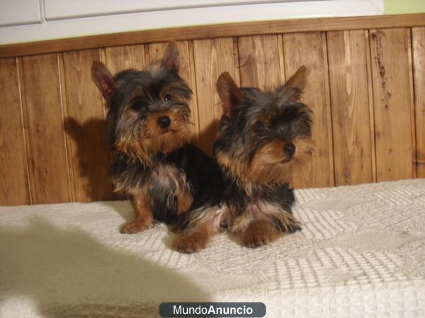 Yorki  Cachorros