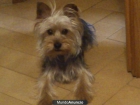 yorkshire terrier mediano para monta - mejor precio | unprecio.es