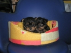 YORKSHIRE TERRIER TOY 400 EUROS - mejor precio | unprecio.es