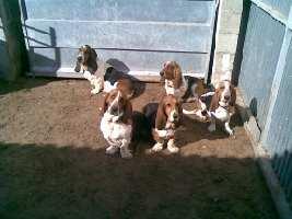 BASSET HOUND DE COCERA