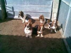 BASSET HOUND DE COCERA - mejor precio | unprecio.es