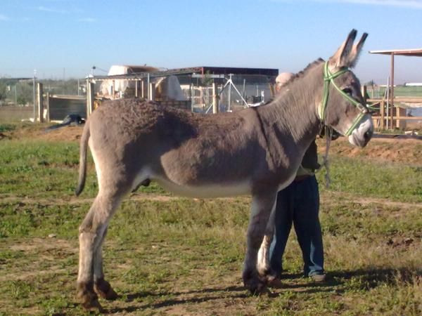 burro semental