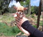Cachorros Chihuahua - mejor precio | unprecio.es