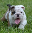 Cachorros de bulldog ingles con pedigree - mejor precio | unprecio.es
